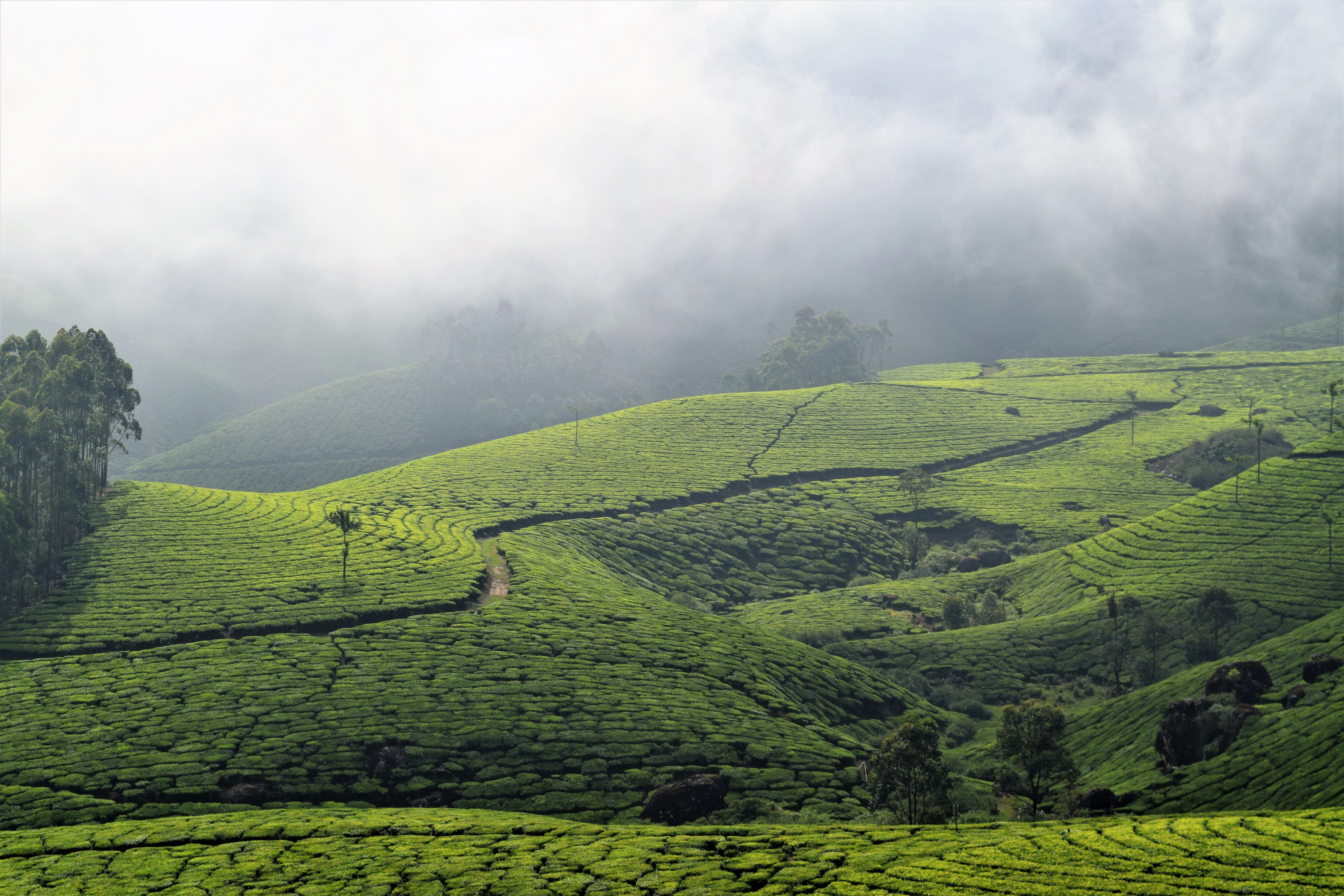 Premium Family Munnar, Thekkady & Alleppey Houseboat