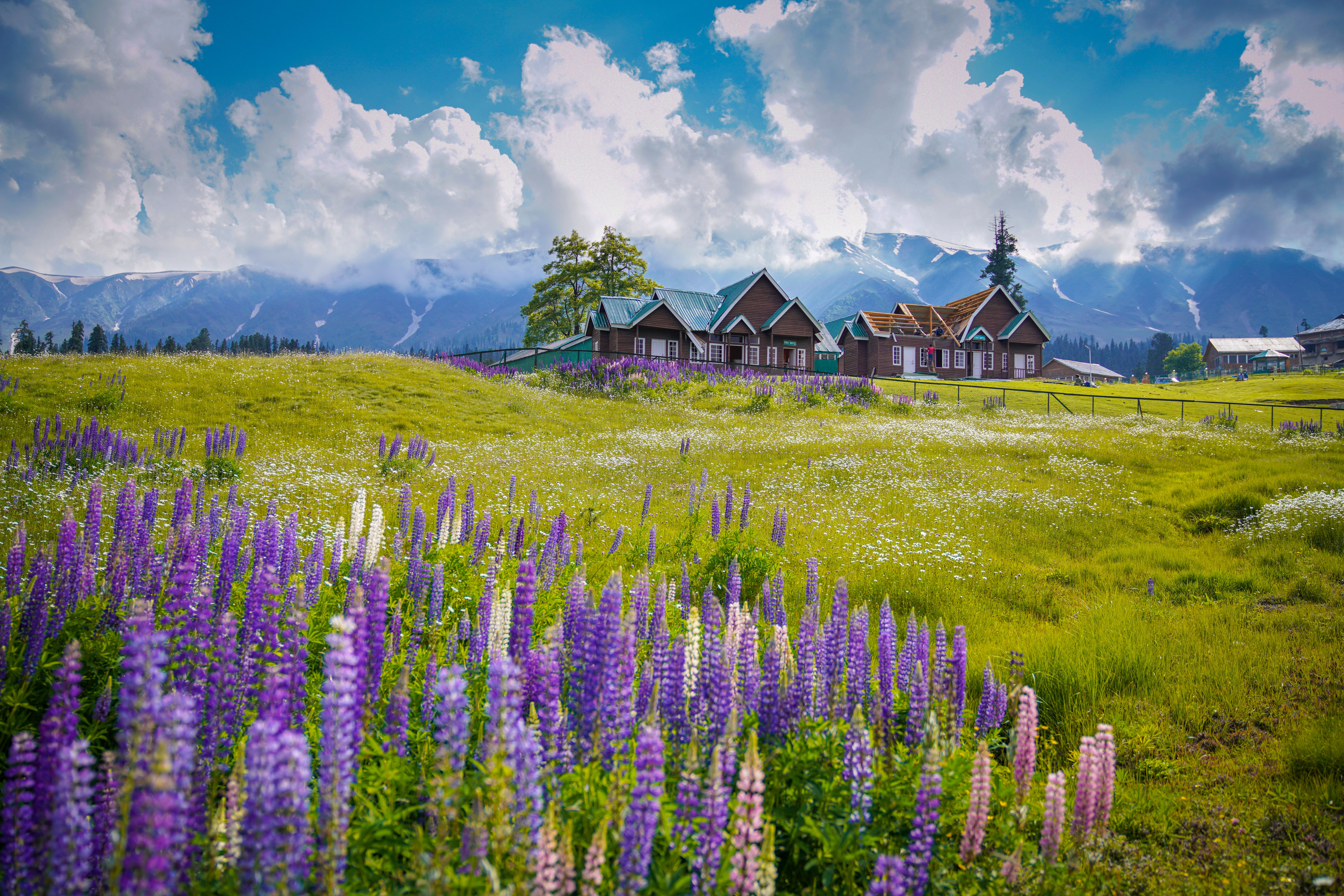 Srinagar Gulmarg Premium Family Escape